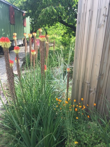les fleurs du jardin